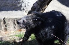 Binturong Memiliki Aroma seperti Popcorn, Kok Bisa?