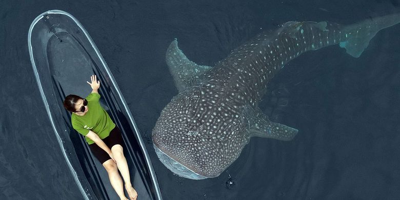 Seorang wisatawan tengah asyik menikmati interaksi dengan hiu paus di pantai Botubarani. Kehadiran hiu paus di tempat ini menjadi magnit wisata yang mampu mendatangkan wisatawan nusantara dan mancanegara.