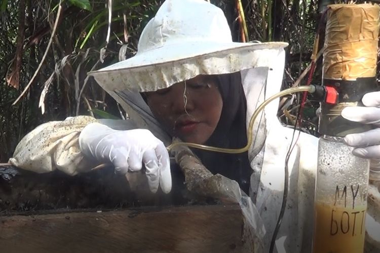 Proses panen madu kelulut di Bangka Belitung
