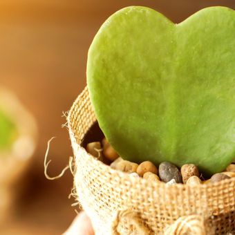 Ilustrasi tanaman hias hoya heart leaf atau hoya love.