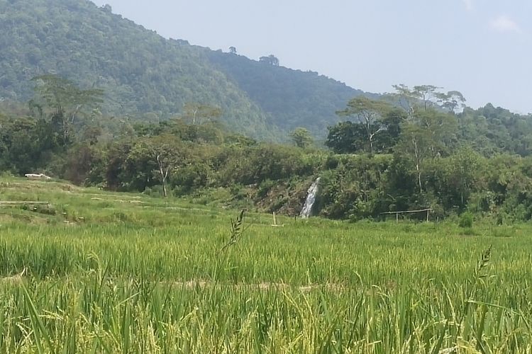Destinasi persawahan Lingko Caru, Desa Golo Loni, Kecamatan Ranamese, Kabupaten Manggarai Timur, NTT, Selasa, (31/10/2023). (KOMPAS.com/MARKUS MAKUR)