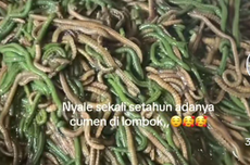 Ramai soal Tradisi Bau Nyale, Amankah Cacing Nyale Dikonsumsi Mentah?