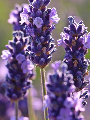 Ilustrasi bunga lavender. 