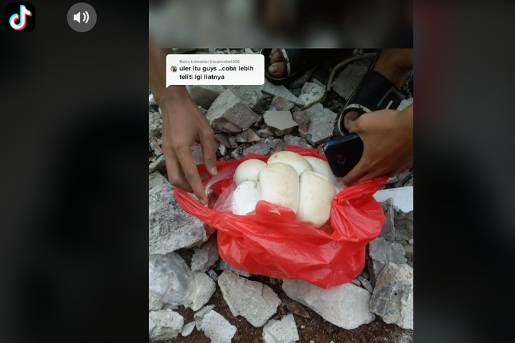 viral penemuan telur ular di bawah lantai keramik Cibubur