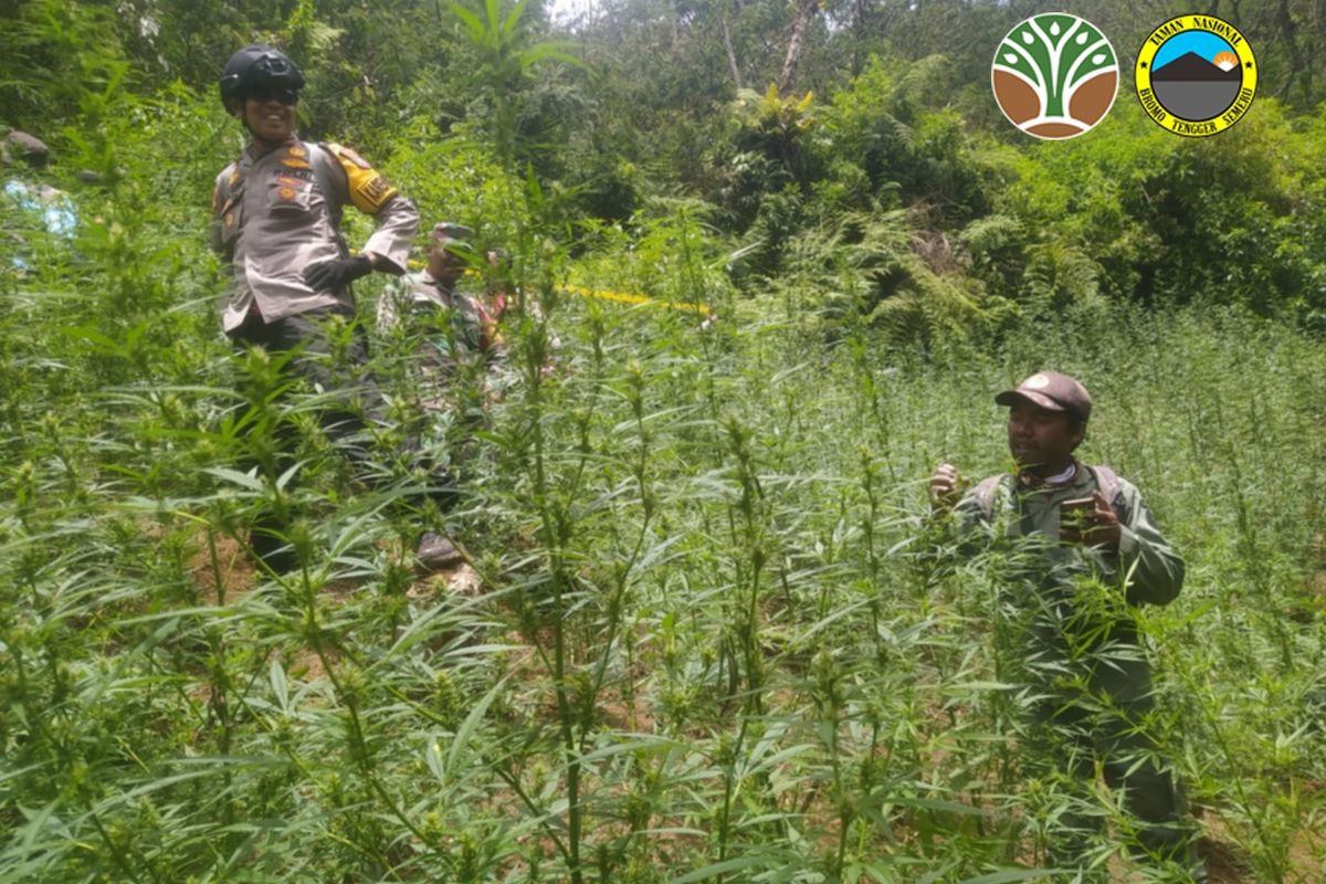 Polisi sisir ladang ganja di Lereng Gunung Semeru pada September 2024