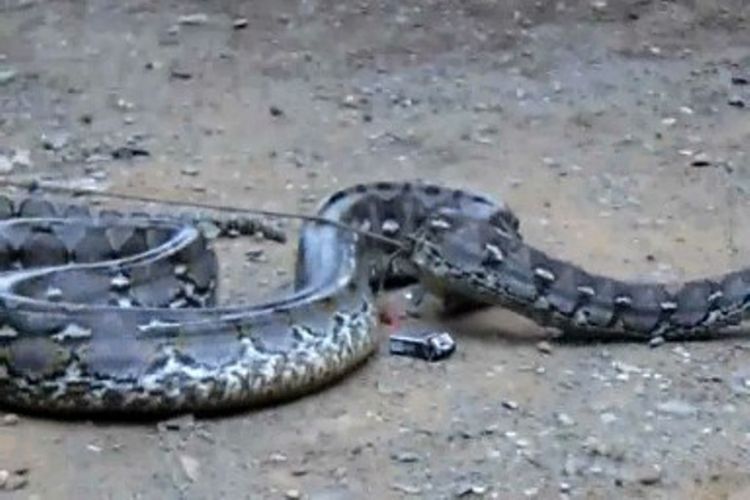 Heboh, ular piton 7 meter lebih kembali menyerang petani di Desa Salubiro Kecamatan Karossa, Mamuju Tengah, Sulawesi Barat, Senin (15/1/2018). 