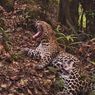 Macan Tutul Jawa yang Ditemukan Terluka di Saung Petani Ciwidey Akhirnya Mati