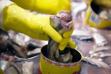 Uniknya Ikan Fermentasi Bau Busuk yang jadi Makanan Khas Swedia