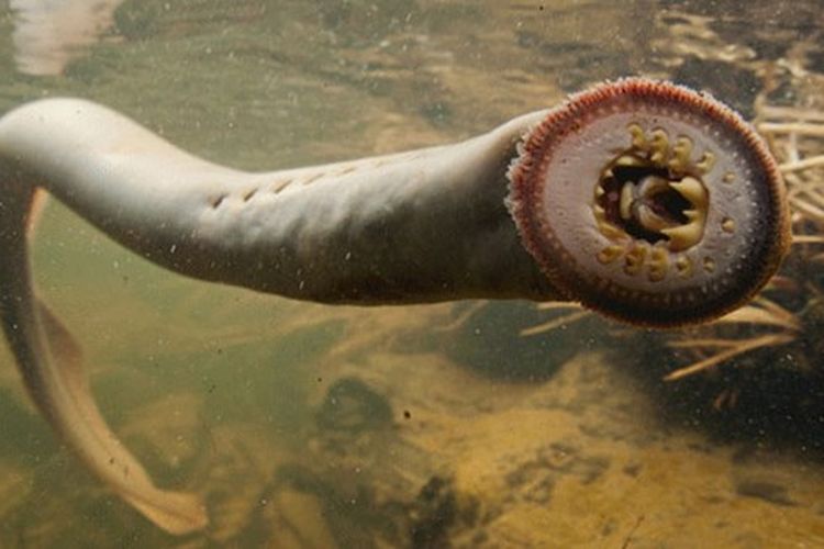 Ikan lamprey dijuluki ikan penghisap darah. Hewan purba ini ditemukan lagi di Australia.