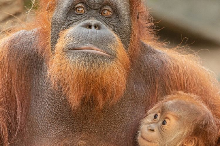 Batu, bayi Orang Utan yang baru lahir Mei lalu, di Kebun Binatang Hagenbeck, Jerman.