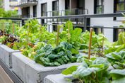 Kenapa Urban Farming Lebih dari Sekadar Bertani? Ini Kata Pakar Teknobiologi