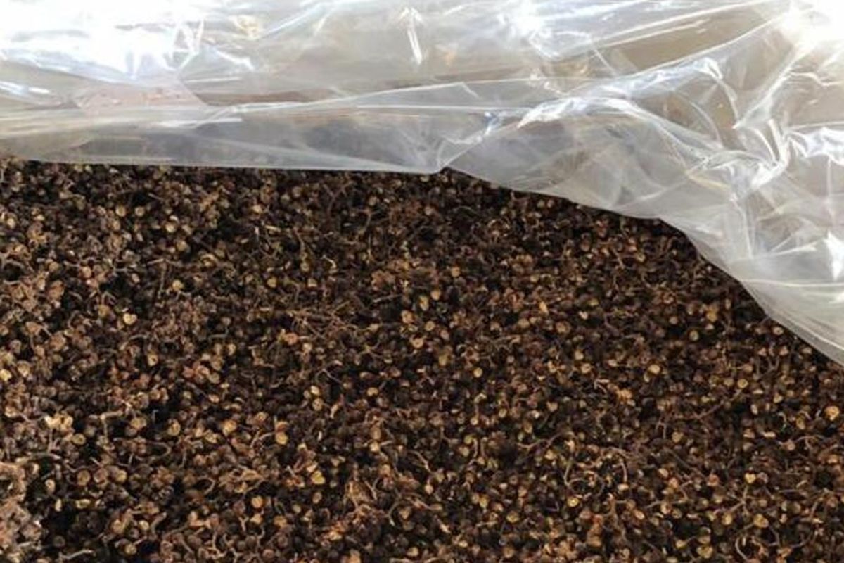 Sebanyak 574 kilogram andaliman (Zanthoxylum acanthopodium DC) ) milik CV SZT untuk pertama kalinya diekspor ke Jerman. Nilainya mencapai Rp 431 juta difasilitasi Kementerian Pertanian melalui Karantina Pertanian Belawan.