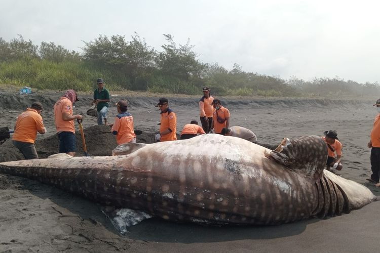Bangkai hiu tutul sepanjang delapan meter kembali terdampar di pesisir Kabupaten Kulon Progo, Daerah Istimewa Yogyakarta. Relawan menguburnya di pantai.
