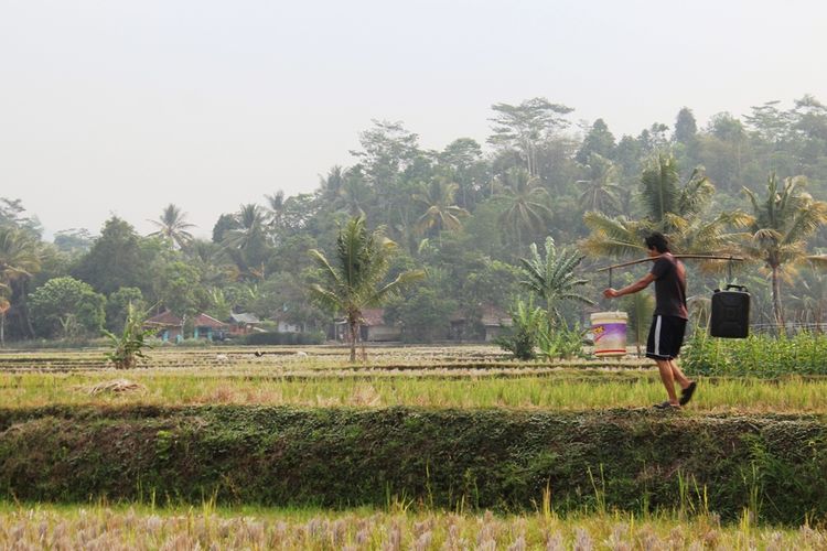 Seorang warga di Cianjur, Jawa Barat menyusuri pematang sawah sejauh 1 kilometer untuk mengambil air bersih dari sebuah cerukan di tepian sawah, karena sumber-sumber air di pemukimannya mengering akibat kemarau.