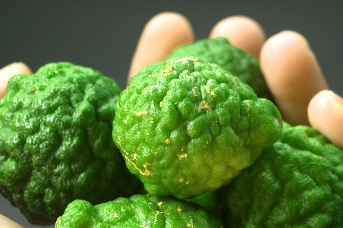 Ilustrasi jeruk purut.