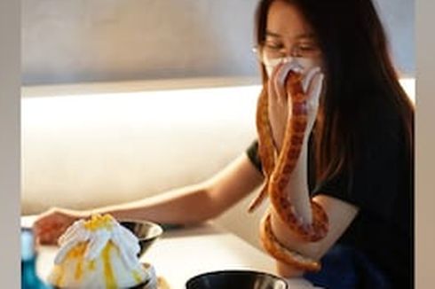 Kafe Reptil Pertama di Malaysia, Sensasi Makan Bersama Ular dan Kadal