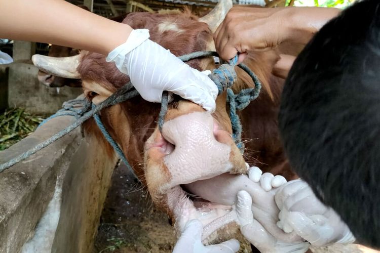 Petugas Dinas Peternakan dan Perikanan Kabupaten Blitar memeriksa mulut sapi di Pasar Hewan Wlingi, Kamis (12/5/2022)