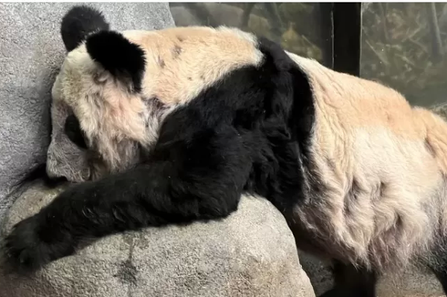 China Menanti Kepulangan Ya Ya, Panda yang Diduga Diperlakukan Buruk oleh Kebun Binatang AS