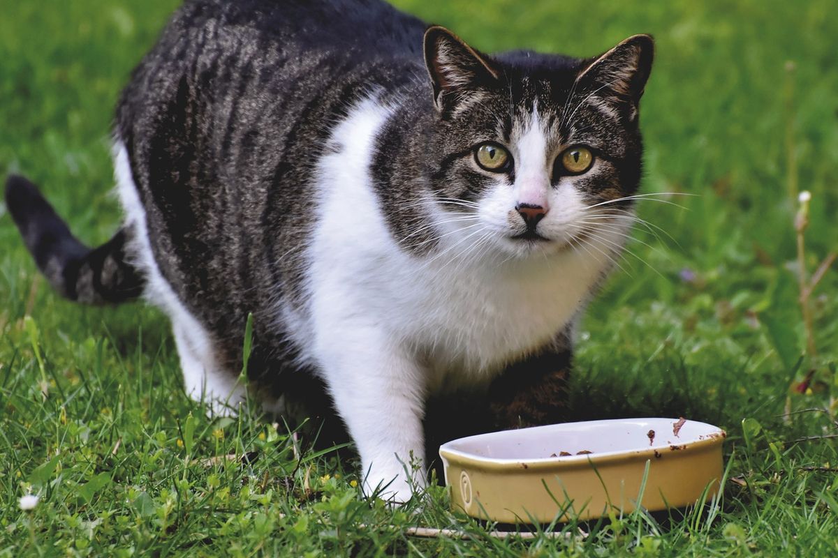 Ilustrasi kucing sedang makan. 