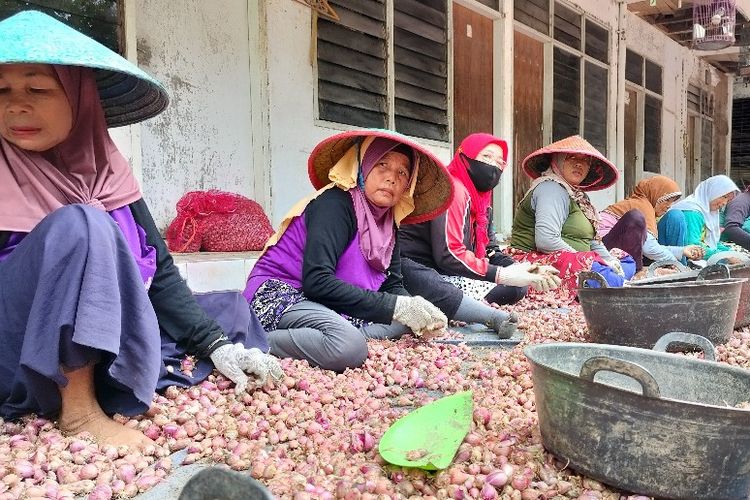 Sejumlah ibu-ibu melakukan aktivitas Mbutik atau bekerja membersihkan bawang merah setelah dipanen dan dijemur atau sebelum dipasarkan, di salah satu gudang bawang milik petani di Kabupaten Brebes, Jawa Tengah, Rabu (17/4/2024). 