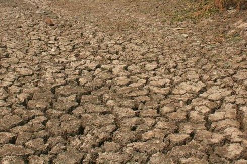 Krisis Air, Ratusan Hektar Sawah di Banjar Kekeringan