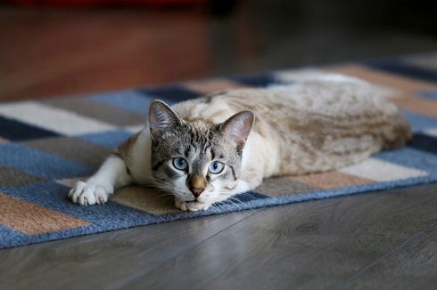 Bolehkah Memberikan Obat Cacing Manusia ke Kucing yang Cacingan?