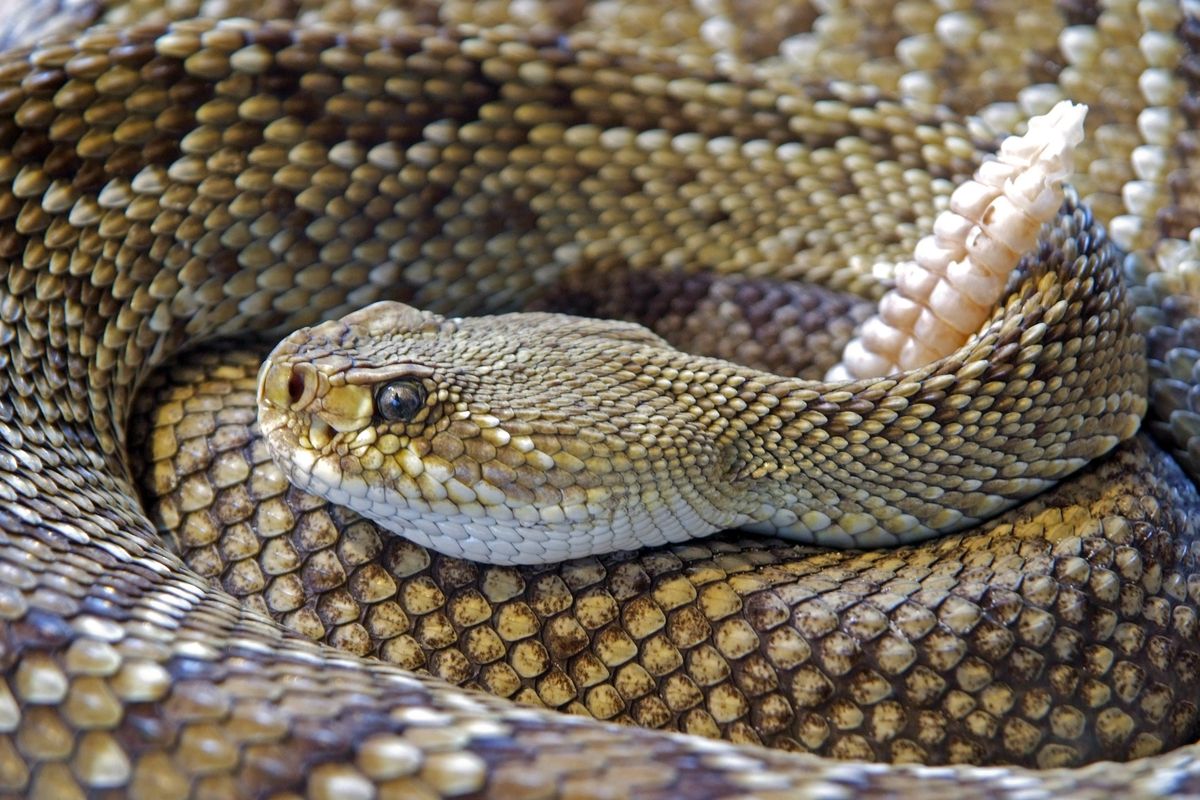 Diamond Back Rattle Snake