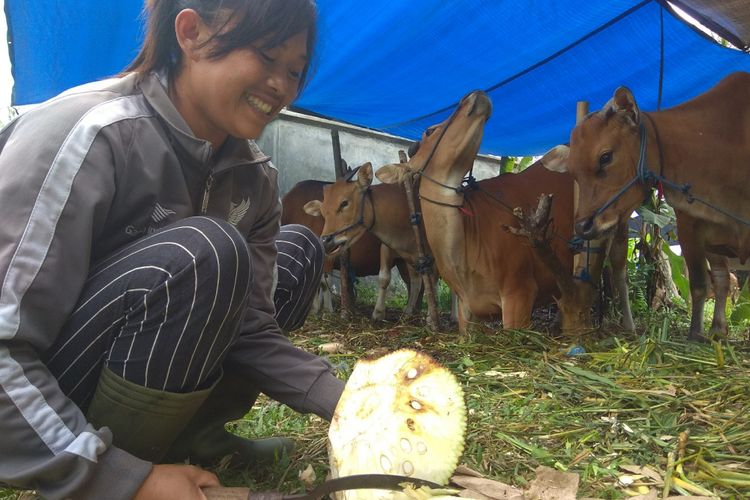 Ketut Yuni sedang mempersiapkan makanan untuk sapi sapinya