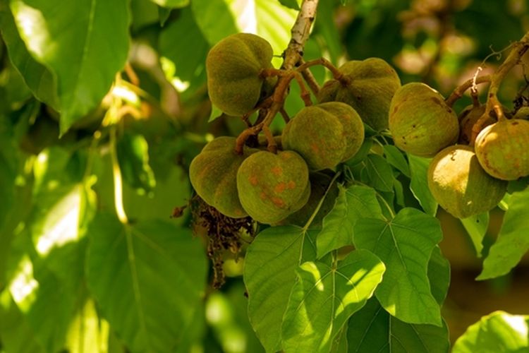 Ilustrasi budidaya kemiri