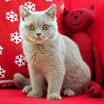 6 Jenis Kucing Berbulu Pendek Cocok Jadi Peliharaan Di Rumah Halaman All Kompas Com