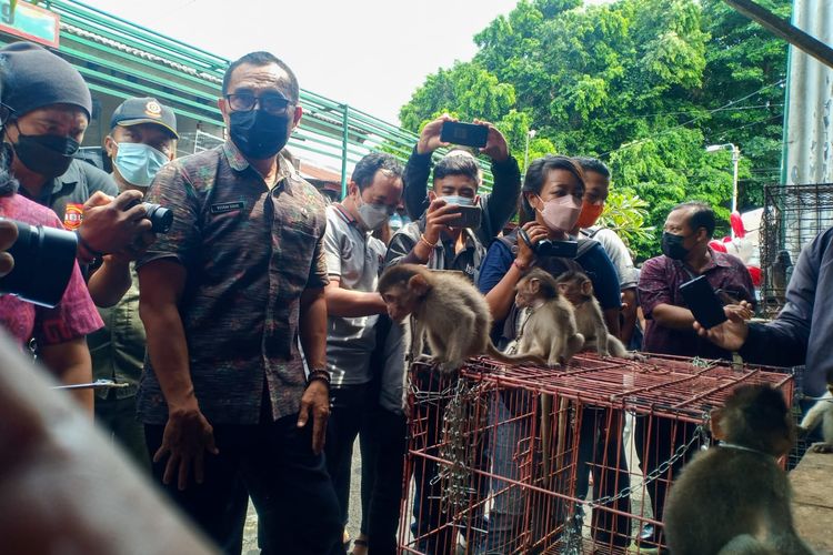 Penertiban penjual Kera Ekor Panjang di Pasar Satria, Kota Denpasar, Selasa (11/1/2022). 