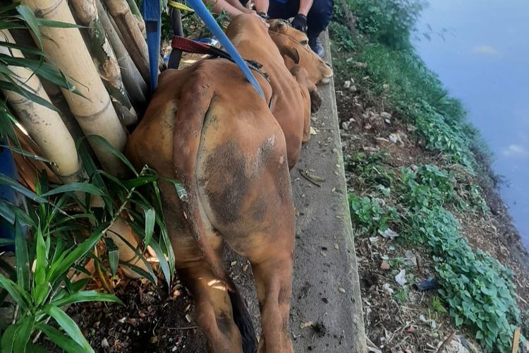 Seekor sapi yang hendak dikurban mengamuk hingga tercemplung ke Kali Cengkareng Drain, tepatnya di Jalan Basmol Raya, Pasar Kemiri, Kembangan, Jakarta Barat, Minggu (10/7/2022). 