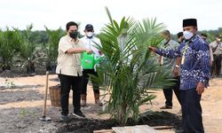 Penuhi Ketentuan, 66 Persen Kebun Sawit PTPN V Dikelola Bareng Petani Lokal 