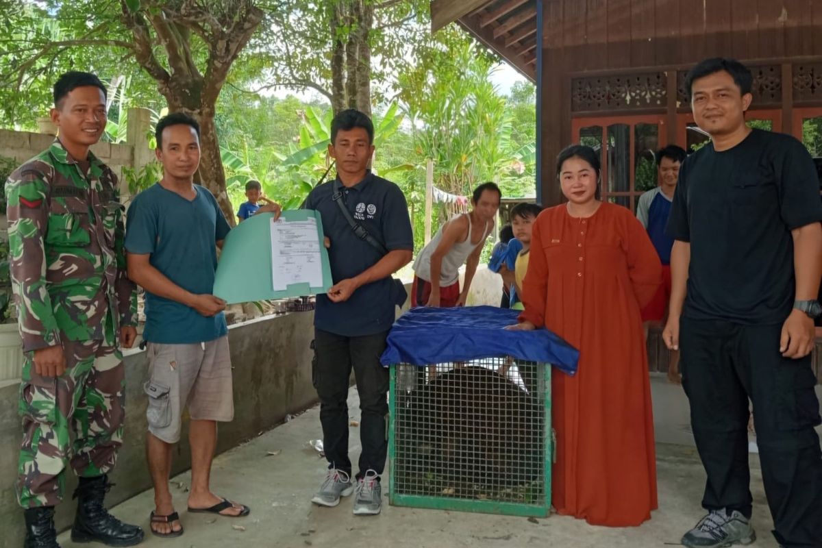 Kisah Pasutri di Barito Utara Rawat Beruang Madu Selama 3 Tahun, Sering Tolak Tawaran Beli