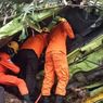 Truk Terjun ke Jurang Tanjakan Silayur Semarang, Sopir Sempat Terjepit 