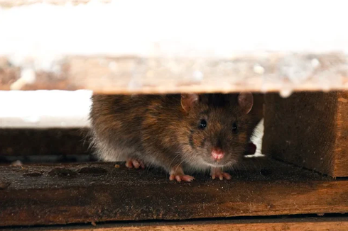 9 Jalur Masuk Tikus ke Rumah di Musim Hujan yang Perlu Diwaspadai