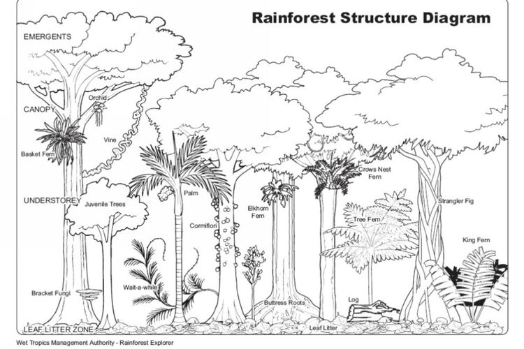 Foto Struktur Hutan Hujan Tropis