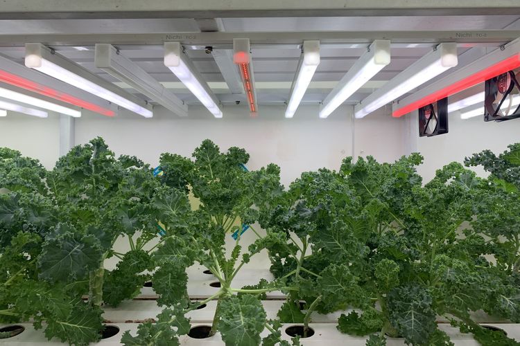 Praktik pertanian, tetapi di dalam kontainer. Bentuk demikian bisa juga kamu temukan di Agroeduwisata Ragunan. Pengunjung bakal diajak masuk ke container farming dan mempelajari jenis tanaman di dalamnya. Mulai dari tanaman stroberi, selada, hingga sawi putih.