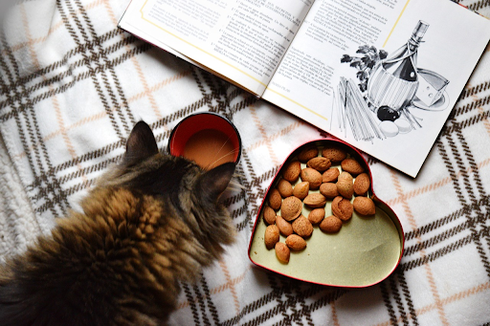 Jangan Panik! Ini 5 Cara Mengatasi Kucing Tidak Mau Makan