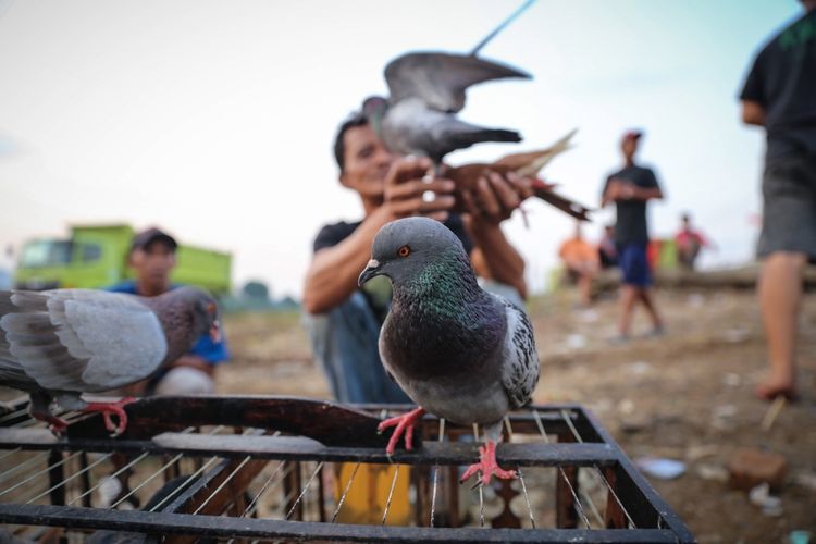 Merpati Ternyata Cerdas Bisa Berpikir Abstrak Seperti Manusia