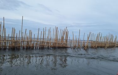 Kondisi pagar laut di sebrang Pulau C, Jakarta Utara. Kamis (16/1/2025).