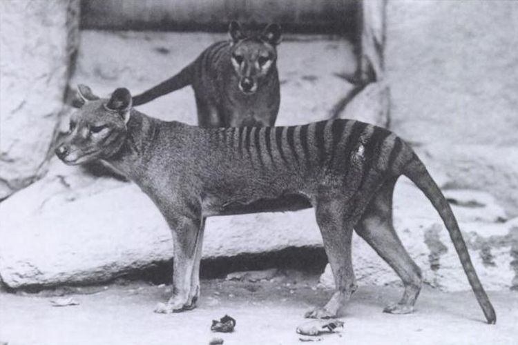 Harimau Tasmania, Tasmanian Tiger adalah spesies yang telah punah sejak tahun 1936.