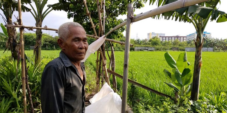 Warsiman (80) petani di Cakung Timur, Jakarta Timur, melihat lahan sawah garpaannya, Rabu (14/3/2018)