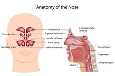 Apa Itu Sinus, Macam-macamnya, dan Penyakit pada Sinus