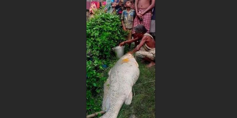 Grandma finds giant dead fish, sells for Rp.65 million and gets suddenly rich