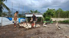 Beternak Ayam dan Bebek di Pekarangan Rumah, Cara Robuan Menjaga Dapur Tetap Mengepul