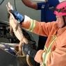 Seekor Biawak Menyelinap Masuk ke Kap Mobil, Warga Tuban Panik hingga Kesulitan Dievakuasi