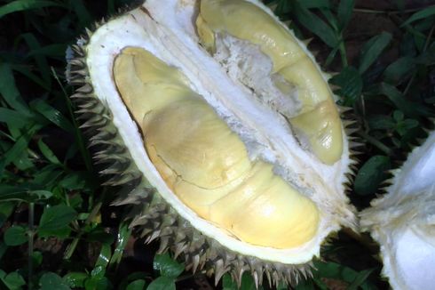 Nikmatnya Durian Lokal Asli Pekalongan, Berwarna Kuning, Daging Tebal yang Melekat di Mulut