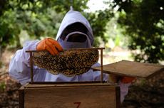 Cegah Kebakaran Hutan, Warga Bengkalis Diajak Budidaya Lebah Madu di Pekarangan