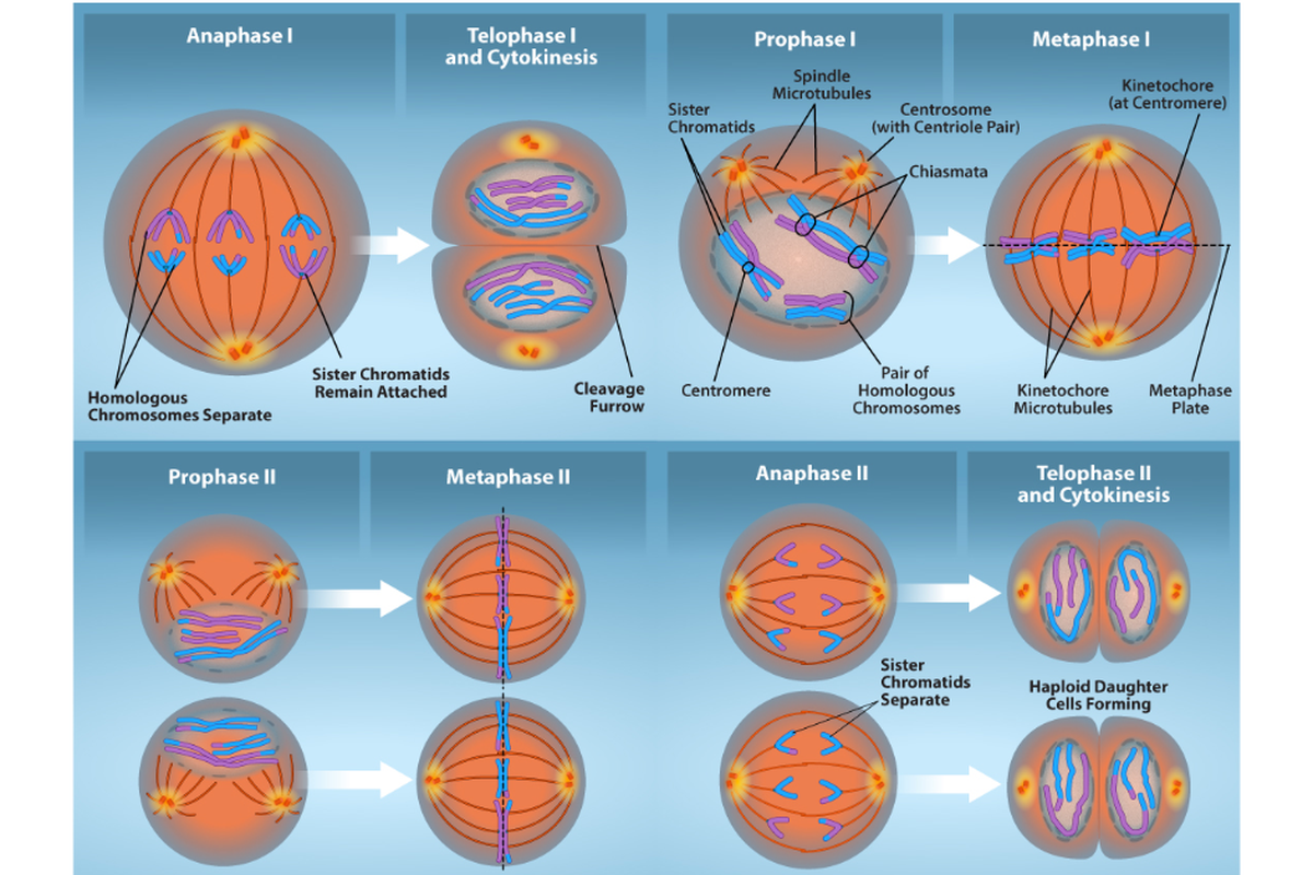 Tahap Anafase dalam Pembelahan Meiosis